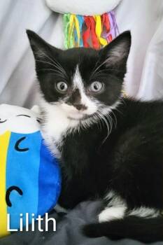 Rescue Domestic Short Hair Cats for Adoption - Lilith | PetCurious