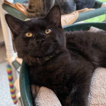 R2D2 -  Domestic Short Hair Cat for Adoption in North Haven, Connecticut - R2D2 | PetCurious