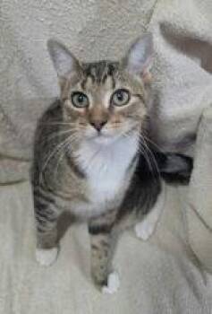 7088 (Dutten) -  Domestic Short Hair Cat for Adoption in Lake City, Michigan - 7088 (Dutten) | PetCurious