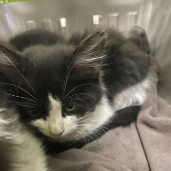 Northstar -  Domestic Medium Hair Cat for Adoption in Reno, Nevada - Northstar | PetCurious