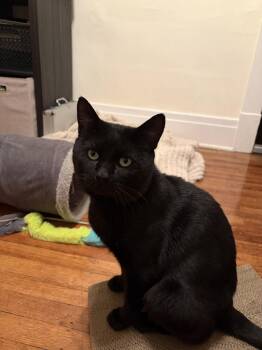 Chad -  Domestic Short Hair Cat for Adoption in Tonawanda, New York - Chad | PetCurious