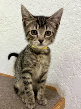 Rescue Domestic Medium Hair Cats for Adoption in Crossville, Tennessee - DARLING (Spayed!) | PetCurious