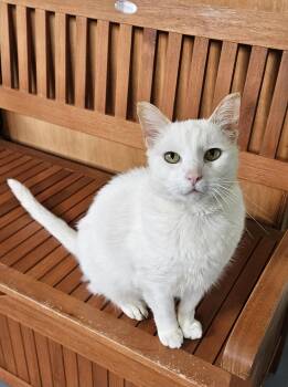 Domestic Short Hair Cats Available for Adoption in Brockport, New York - Blu | PetCurious