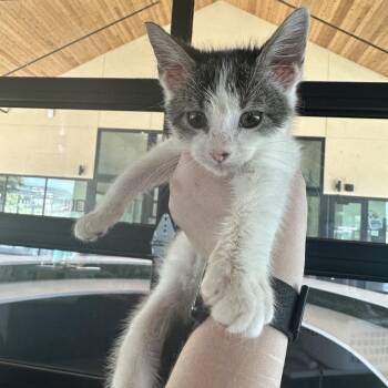 Happy -  Domestic Short Hair Cat for Adoption in Leander, Texas - Happy | PetCurious