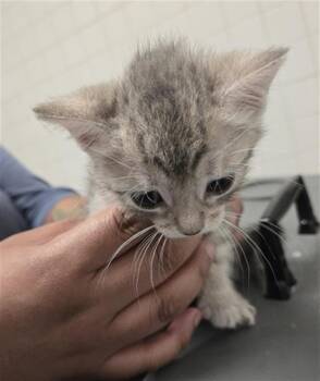 Domestic Short Hair Cats Available for Adoption in Dallas, Texas - SUN | PetCurious