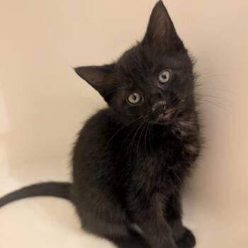Max Meowgnito Eisenhart -  Domestic Short Hair Cat for Adoption in Granville, Ohio - Max Meowgnito Eisenhart | PetCurious