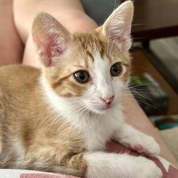 Copper -  Domestic Short Hair Cat for Adoption in Santa Fe, Texas - Copper | PetCurious
