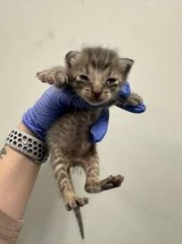 Domestic Short Hair Cats Available for Adoption in Doral, Florida - OCEAN | PetCurious