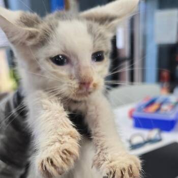 Tarragon -  Domestic Short Hair Cat for Adoption in Newark, New Jersey - Tarragon | PetCurious