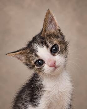 Ginney -  Tabby Cat for Adoption in Miami, Florida - Ginney | PetCurious