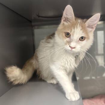 PR0693 Boson -  Domestic Short Hair Cat for Adoption in Port Washington, New York - PR0693 Boson | PetCurious