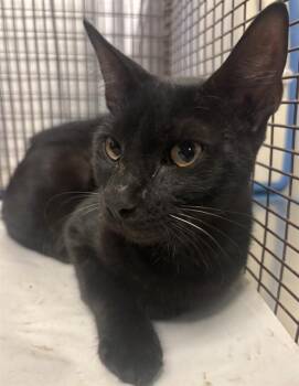 BENNY -  Domestic Short Hair Cat for Adoption in Doral, Florida - BENNY | PetCurious