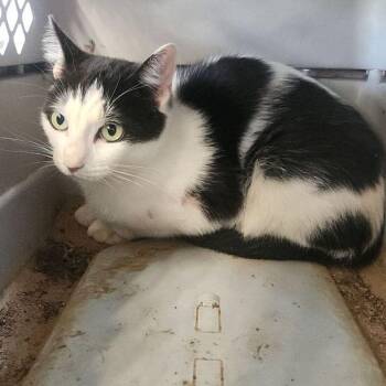 Ricotta -  Domestic Short Hair Cat for Adoption in Kingman, Arizona - Ricotta | PetCurious