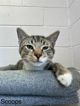 Rescue Domestic Short Hair Cats for Adoption in Elwood, New York - Scoops | PetCurious