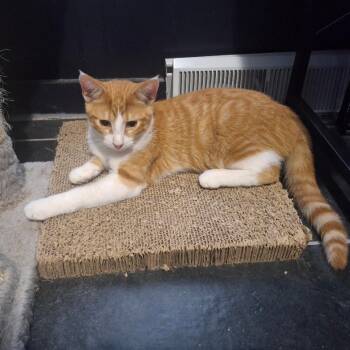 Mozart -  Domestic Short Hair Cat for Adoption in Coldwater, Michigan - Mozart | PetCurious