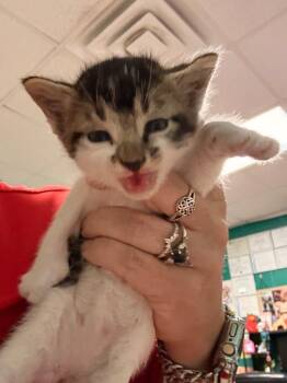 Jennifer Jo Cobb -  Domestic Medium Hair Cat for Adoption in Rockport, Texas - Jennifer Jo Cobb | PetCurious