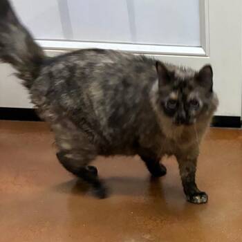 Zina -  Siamese Cat for Adoption in Goleta, California - Zina | PetCurious