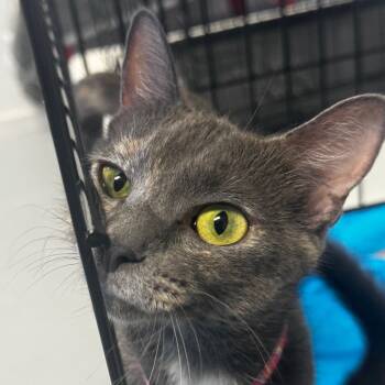 Rescue American Shorthair Cats for Adoption in Clarksdale, Mississippi - Adaline | PetCurious