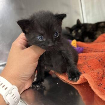 Tarsals -  Domestic Short Hair Cat for Adoption in Leander, Texas - Tarsals | PetCurious