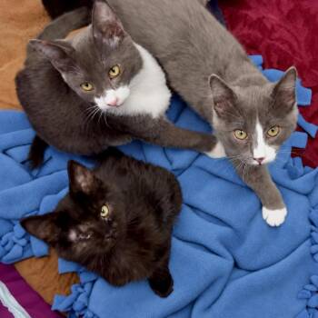 INDY (Was Inky) -  Domestic Short Hair Cat for Adoption in Pleasant Hill, California - INDY (Was Inky) | PetCurious