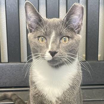 Drogo -  Domestic Short Hair Cat for Adoption in New Philadelphia, Ohio - Drogo | PetCurious