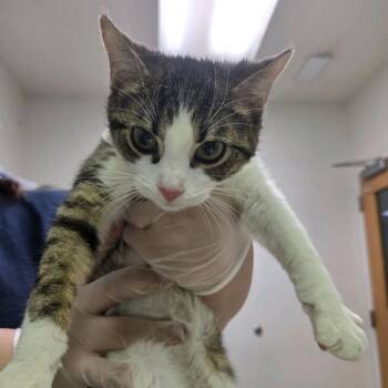 Domestic Short Hair Cats Available for Adoption - Lock | PetCurious