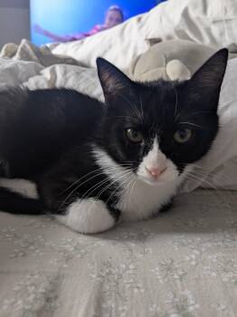 Tuxedo and Egyptian Mau Cats Available for Adoption in Brampton, Ontario - Shadow C | PetCurious