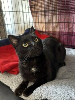Helia N -- Quiet, Affectionate, Grateful -  American Shorthair Cat Available for Adoption in New York, New York - Helia N -- Quiet, Affectionate, Grateful | PetCurious