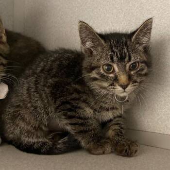 HAN SOLO -  Domestic Short Hair Cat for Adoption in Aurora, Colorado - HAN SOLO | PetCurious