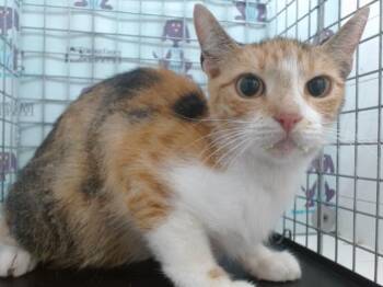 A600006 -  Domestic Short Hair Cat for Adoption in Orlando, Florida - A600006 | PetCurious