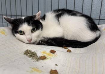 Aurora -  Domestic Short Hair Cat for Adoption in Saint Clairsville, Ohio - Aurora | PetCurious