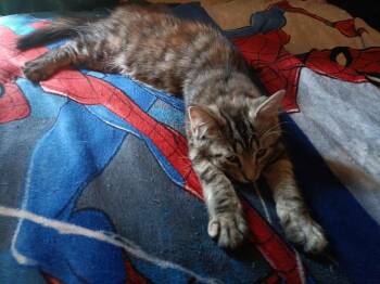 Squeak -  Domestic Medium Hair Cat for Adoption in Parkville, Maryland - Squeak | PetCurious