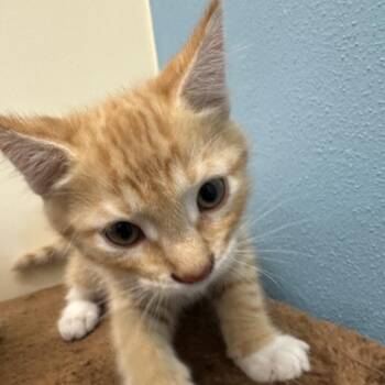 Bono -  Domestic Short Hair Cat for Adoption in Park City, Utah - Bono | PetCurious