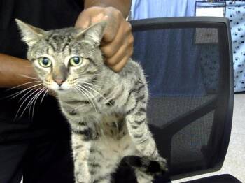 Domestic Short Hair Cats Available for Adoption in Pasadena, Texas - A184330 | PetCurious