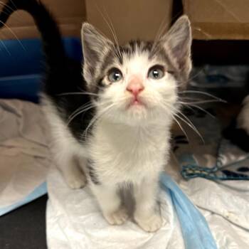 Domestic Medium Hair Cats Available for Adoption in Long Beach, California - Mason | PetCurious