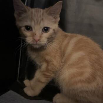Krissy -  Domestic Short Hair Cat for Adoption in Edwards, Illinois - Krissy | PetCurious