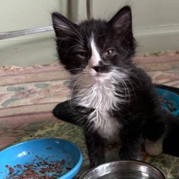 Medea (Butterbeans) -  Domestic Short Hair Cat for Adoption in Baltimore, Maryland - Medea (Butterbeans) | PetCurious