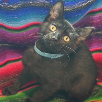 Fee -  Domestic Short Hair Cat for Adoption in Matteson, Illinois - Fee | PetCurious