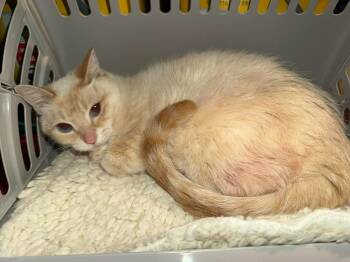 Domestic Short Hair Cats Available for Adoption in Cloquet, Minnesota - Starlight | PetCurious