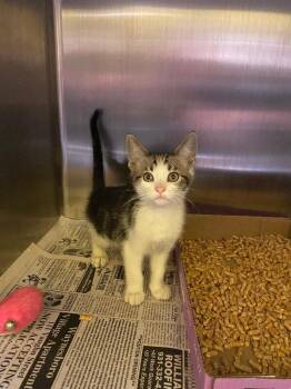 Calcifer -  Domestic Short Hair Cat for Adoption in Jackson, Tennessee - Calcifer | PetCurious
