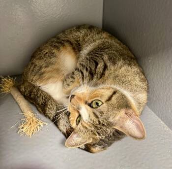 Rescue Domestic Short Hair Cats for Adoption - Blair | PetCurious