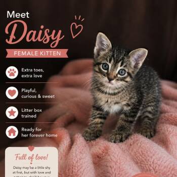 Extra Toes Cat Hemingway Polydactyl Cats Available for Adoption in Asher, Oklahoma - Daisy | PetCurious