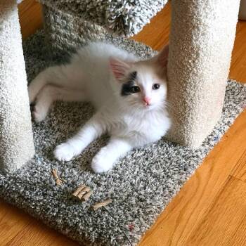 Bruce -  Domestic Medium Hair Cat for Adoption in Green Bay, Wisconsin - Bruce | PetCurious