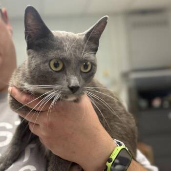 Lady-C -  Domestic Short Hair Cat for Adoption in East St. Louis, Illinois - Lady-C | PetCurious