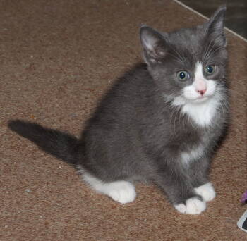 Rescue Domestic Medium Hair and Tabby Cats for Adoption in Columbus, Minnesota - Twain | PetCurious