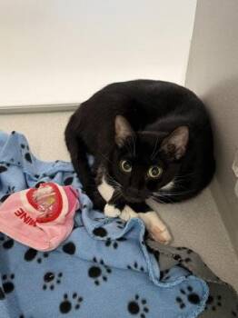 Chickie Pop -  Domestic Short Hair Cat for Adoption in Atlanta, Georgia - Chickie Pop | PetCurious