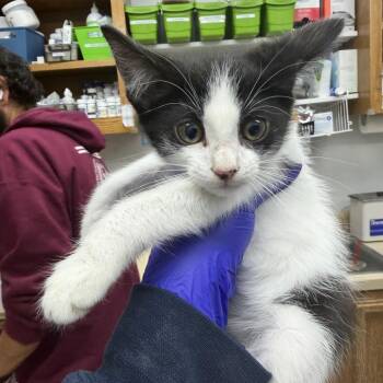 Sincere -  Domestic Short Hair Cat for Adoption in Buellton, California - Sincere | PetCurious