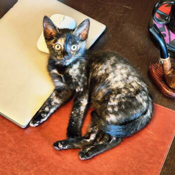 Violetta Cadaverini -  Tortoiseshell Cat for Adoption in Woodinville, Washington - Violetta Cadaverini | PetCurious