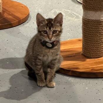 Domestic Short Hair Cats Available for Adoption - Noel | PetCurious