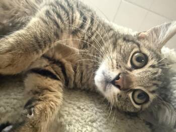 Tabby and Domestic Short Hair Cats Available for Adoption in Chandler, Arizona - Tiger Bear | PetCurious